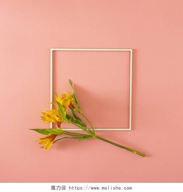 粉色背景前的画框和花朵淡黄色的花朵，绿叶，框架在粉红色的粉刷底座上，有复制空间。最低装饰豪华背景艺术。最小平铺